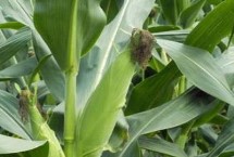 成玉168玉米栽培技術(shù)要點(diǎn)，注意銹病防治