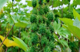 種100畝蓖麻能賺多少，收益為20-50萬不等
