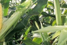 強(qiáng)盛292玉米栽培技術(shù)要點(diǎn)，4月下旬至5月上旬播種