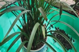 8月份能不能給蘭花換盆，可以更換但不是最佳時期