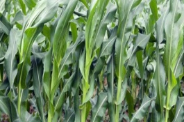 武科601玉米栽培技術(shù)要點(diǎn)，高抗瘤黑粉病