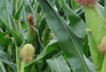 新創(chuàng)2019玉米栽培技術(shù)要點(diǎn)，防治地下害蟲