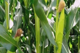 丹玉336玉米栽培技術(shù)要點，中抗灰斑病1-5級