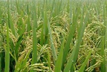徐稻13號水稻栽培技術(shù)要點，每畝基本苗10萬左右