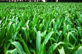 滬甜3號玉米栽培技術(shù)要點(diǎn)，每畝種植3300株左右為宜