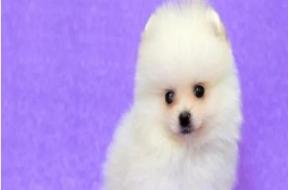 茶杯犬的由來，是基因突變產生的