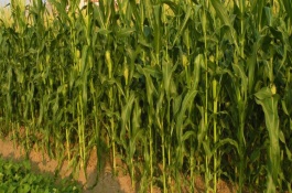 顯玉898玉米栽培技術(shù)要點(diǎn)，注意防治絲黑穗病和莖腐病