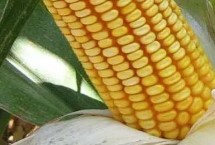 強盛288玉米栽培技術要點，注意防治玉米螟蟲