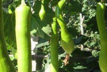 砍瓜摘心方法，結(jié)瓜期要進(jìn)行人工授粉