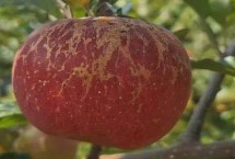 大涼山丑蘋果有幾個(gè)品種，主要有嘎啦、紅將軍、紅富士這3個(gè)品種