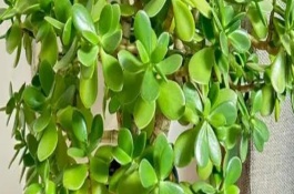 天竺葵開(kāi)花期間的養(yǎng)護(hù)方法，要選擇生長(zhǎng)健壯且無(wú)病害的枝條作為接穗