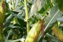 朝糯608玉米栽培技術(shù)要點，基肥應每畝施40千克