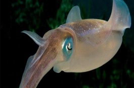 魷魚的生長習(xí)性，是槍烏賊科軟體動物