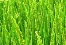 金禾粳優(yōu)1702水稻栽培技術(shù)要點，全生育期為132.7天
