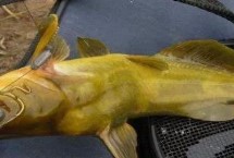 釣黃顙魚最佳時間，夏季和初秋的晚上是釣黃顙魚的黃金時間
