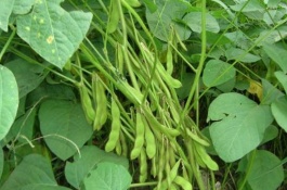 北匯豆1號(hào)大豆栽培技術(shù)要點(diǎn)，選擇中等肥力地塊種植
