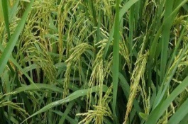 恒豐優(yōu)908水稻栽培技術(shù)要點(diǎn)，注意防治稻瘟病和白葉枯病