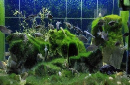 冬天如何養(yǎng)魚，一定要保證好水溫