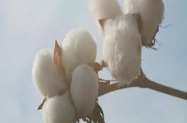 魯棉696棉花栽培技術(shù)要點(diǎn)，轉(zhuǎn)抗蟲(chóng)基因中熟常規(guī)品種