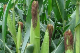 三北20玉米栽培技術(shù)要點，中抗彎孢菌葉斑病