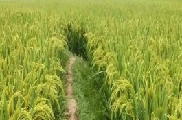 綏粳16水稻栽培技術(shù)要點(diǎn)，播種期4月15日