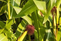 仲甜10號玉米栽培技術要點，高抗紋枯病