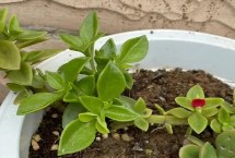 生長(zhǎng)習(xí)性，屬多年生常綠草本植物