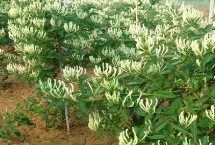 目前農(nóng)村種什么東西比較賺錢，種植金銀花的利潤比較可觀