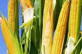 豫單903玉米栽培技術(shù)要點，5月下旬至6月中旬播種