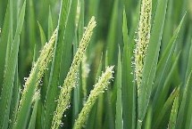 寧粳15號水稻栽培技術(shù)要點，粳型常規(guī)水稻品種