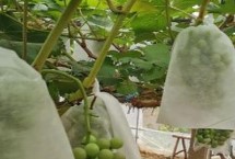 葡萄為什么套袋，噴完藥等水分干燥后要立刻套袋
