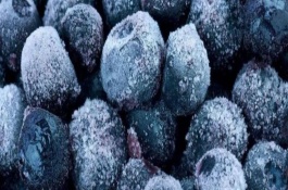 藍莓幾月成熟，放進冰箱將溫度控制在1-3℃冷藏