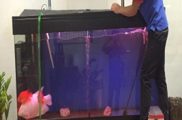 水循環(huán)魚缸需要換水嗎，至少要三天才可以放魚