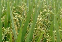 賢兩優(yōu)明占水稻栽培技術(shù)要點，全生育期137.1天