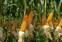 青稈407玉米栽培技術要點，青稈407玉米種子特點
