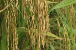 恒豐優(yōu)426水稻栽培技術(shù)要點，特別注意防治白葉枯病