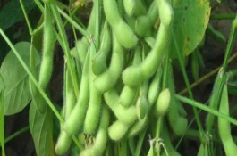 福豆234大豆種子介紹，該品種平均生育期102天