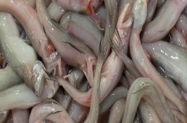 龍頭魚是海魚還是河魚，學(xué)名叫龍頭魚