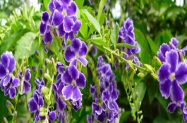 蕾絲金露花冬季耐寒溫度，可以忍耐零下4℃的低溫