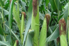 華威甜1號(hào)玉米栽培技術(shù)要點(diǎn)，每畝種植3000~3500株