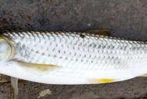 冬季能不能垂釣赤眼鱒，垂釣深度根據(jù)溫度決定