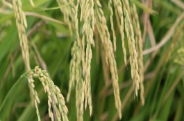 廣晶美占水稻栽培技術(shù)要點(diǎn)，感溫型常規(guī)稻品種