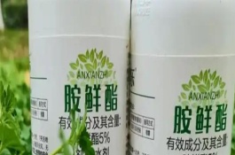 胺鮮酯和蕓苔素的區(qū)別，沒有控旺作用