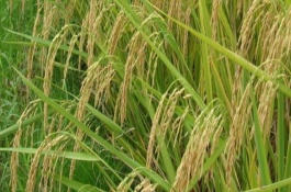 畢粳優(yōu)210水稻栽培技術(shù)要點(diǎn)，注意稻瘟病和其它病蟲害防治