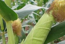 登海H897玉米栽培技術(shù)要點(diǎn)，每畝種植密度4500株