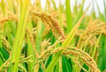 墾稻2066水稻栽培技術要點，該品種主莖11片葉