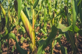 審定信息，種植密度為每畝4000株