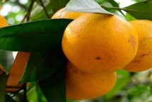 好吃的橘子品種，主產(chǎn)于廣東、湖南、四川、廣西等省份