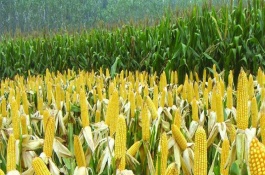 來(lái)玉219玉米栽培技術(shù)要點(diǎn)，適宜播期4月下旬至5月中旬