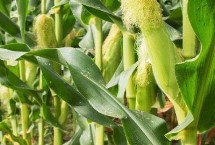 騰玉199玉米栽培技術(shù)要點(diǎn)，注意病蟲(chóng)害防治